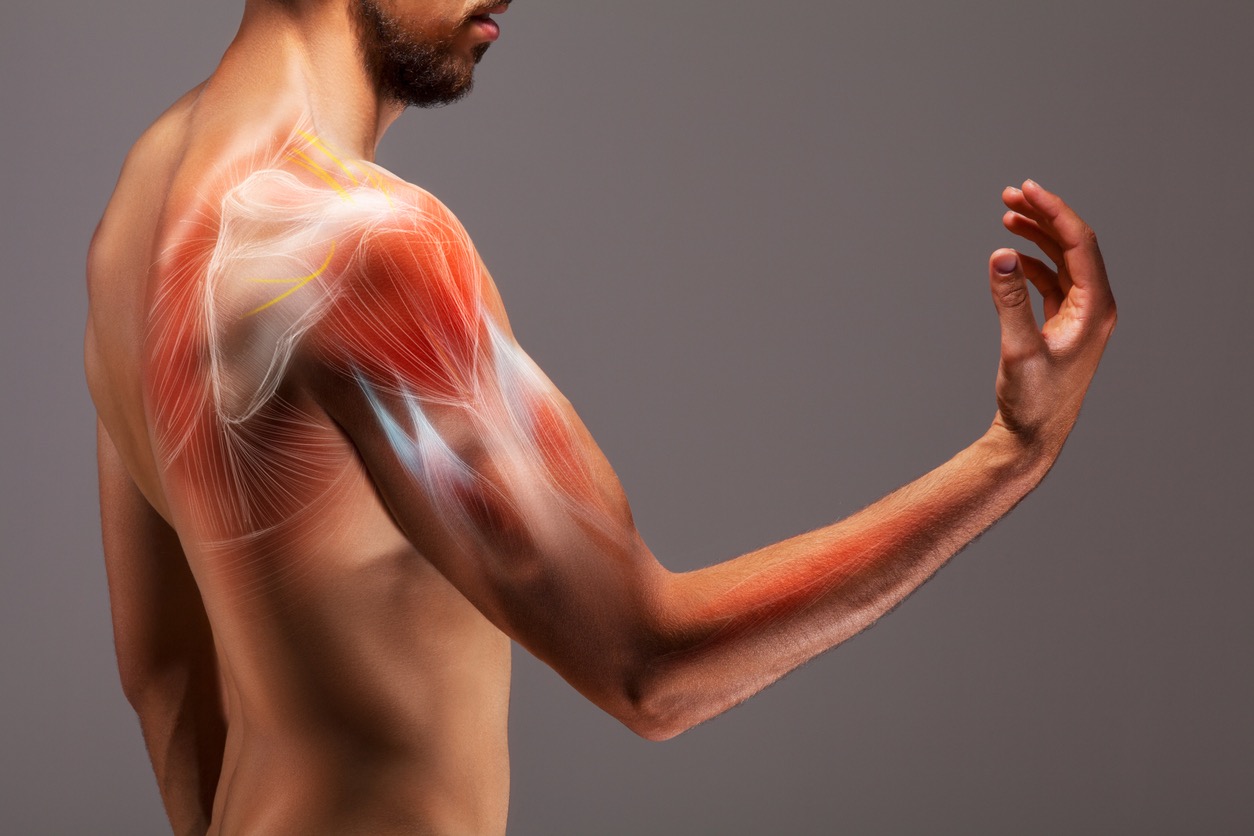Peesschedeontsteking - anatomie van arm en hand